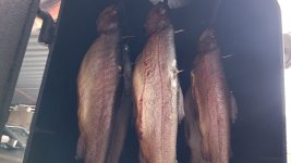 IMG_20250526_161801480.jpg
