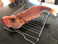 IMG_4659.jpeg
