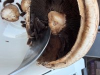 IMG_9273.jpeg